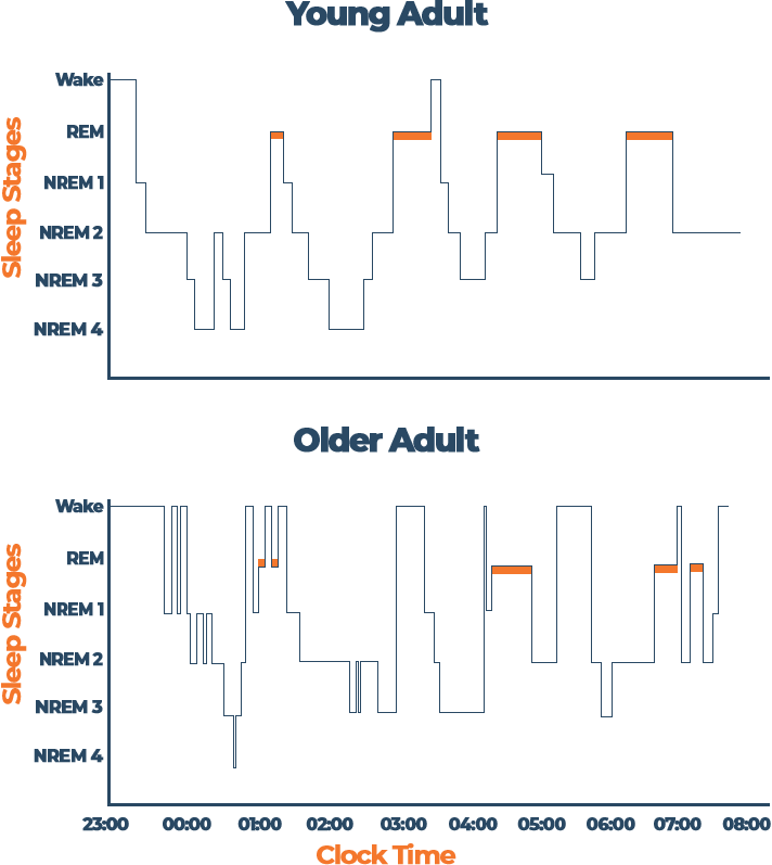 Young and Older Adults' Sleep Cycle Graph